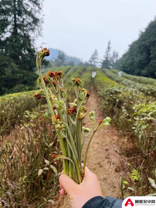 春天不可错过的野菜采摘活动！你打算去体验一下吗？